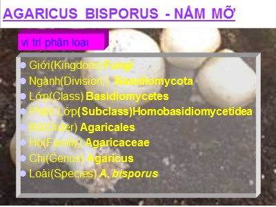 Bài giảng Kỹ thuật nuôi trồng nấm - Agaricus Bisporus. Nấm mỡ