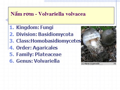 Bài giảng Kỹ thuật nuôi trồng nấm - Nấm rơm (Volvariella volvacea)