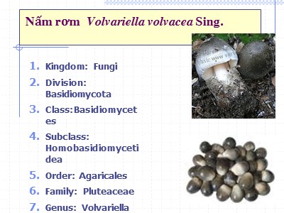 Bài giảng Nấm rơm Volvariella volvacea Sing