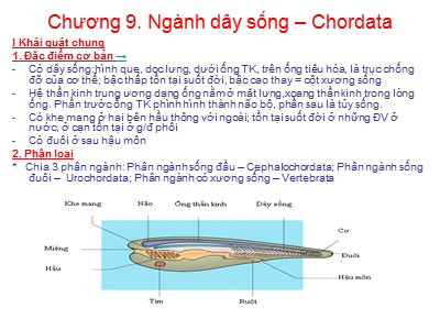 Bài giảng Sinh học - Chương 9: Ngành dây sống (Chordata)