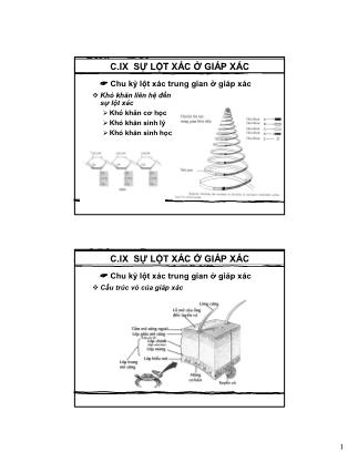 Bài giảng Sự lột xác ở giáp xác