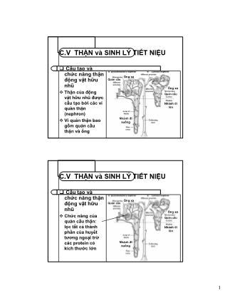 Bài giảng Thận và sinh lý tiết niệu